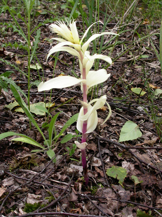 Epipactis helleborine Rieulay 130607 (2)