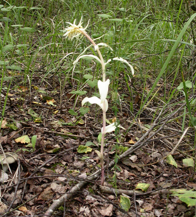 Epipactis helleborine Rieulay 130607 (3)