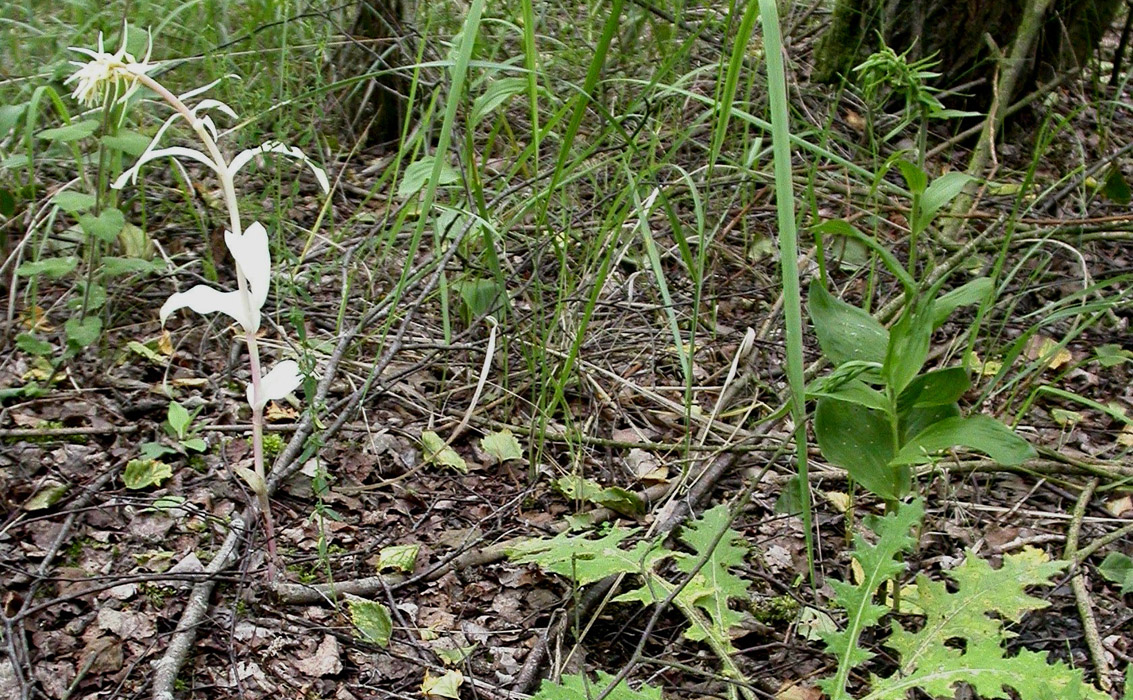 Epipactis helleborine Rieulay 130607 (6)