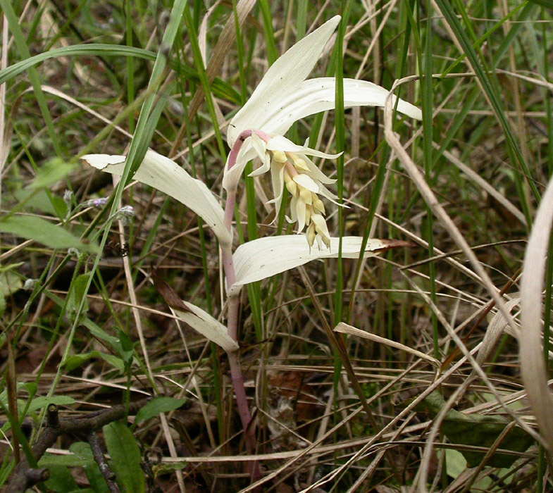 Epipactis helleborine Rieulay 130607 (7)