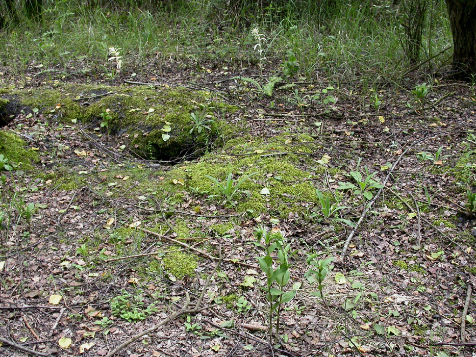 Epipactis helleborine Rieulay 130607 (9)