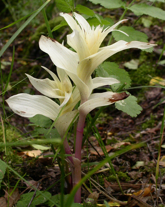 Epipactis helleborine Rieulay 130607