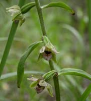 Epipactis helleborine Rieulay 130607 (10)