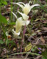 Epipactis helleborine Rieulay 130607 (11)