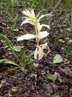 Epipactis helleborine Rieulay 130607 (2)