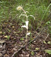 Epipactis helleborine Rieulay 130607 (3)