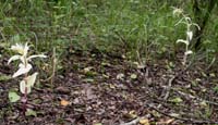 Epipactis helleborine Rieulay 130607 (5)