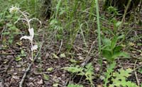Epipactis helleborine Rieulay 130607 (6)