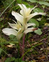 Epipactis helleborine Rieulay 130607