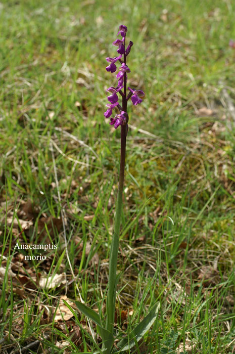 Bugarach 28 04 06