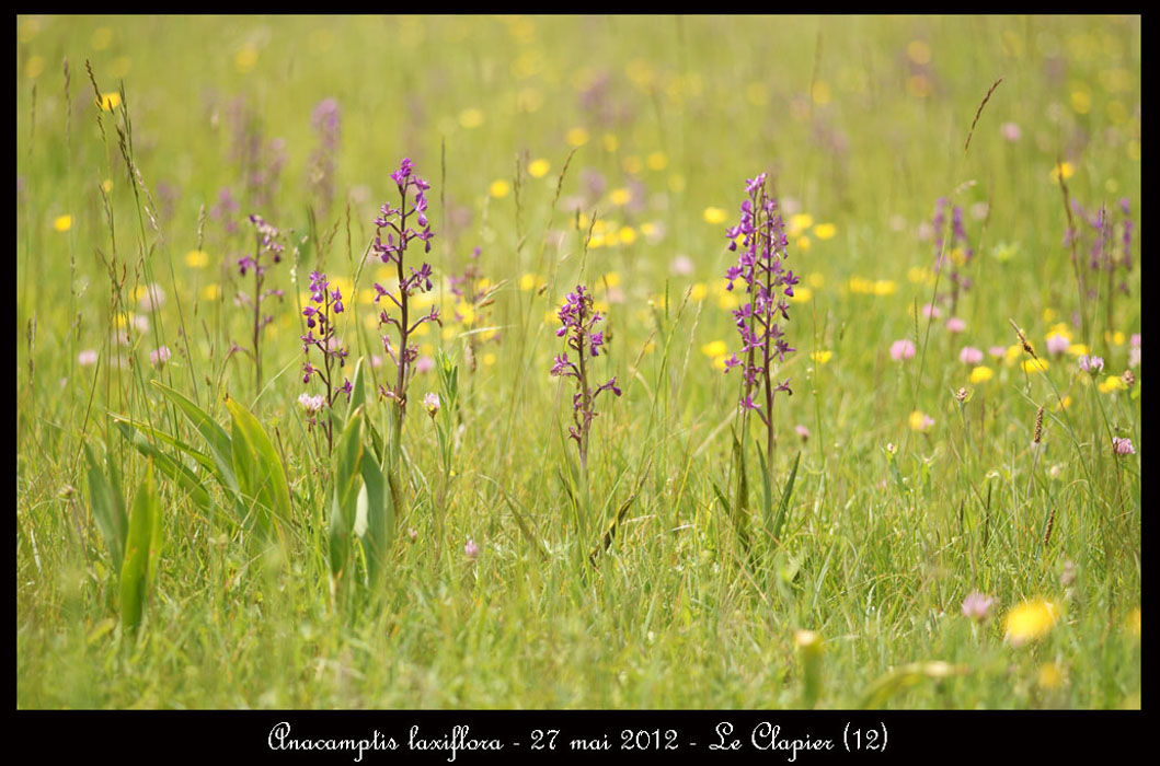 Anacamptis-laxiflora2