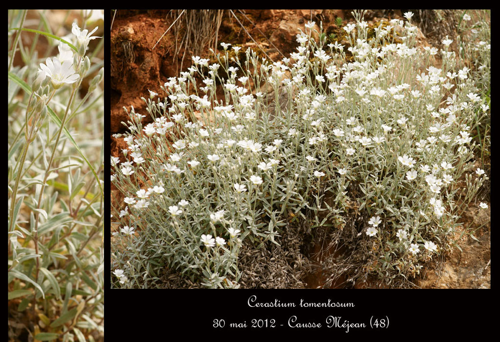 Cerastium-tomentosum