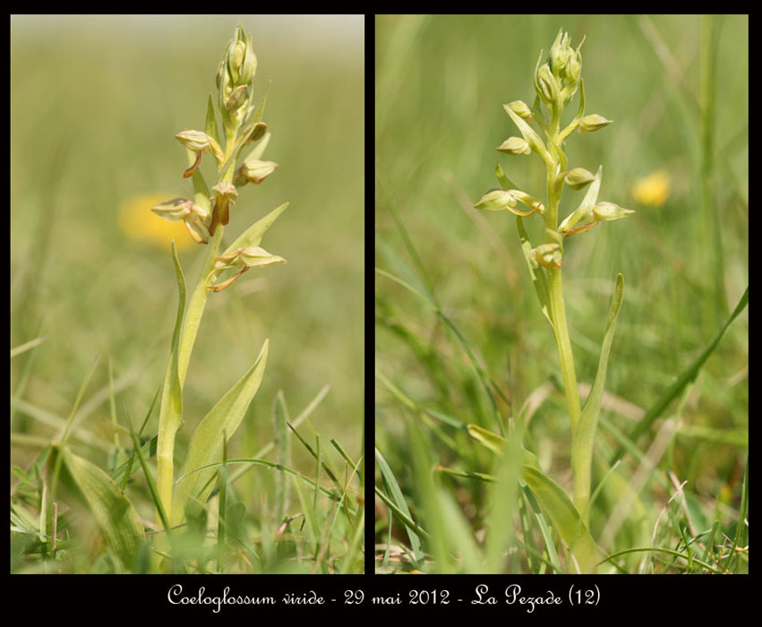 Coeloglossum-viride