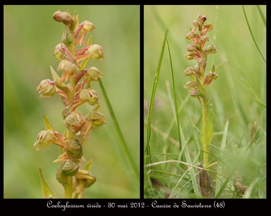 Coeloglossum-viride2