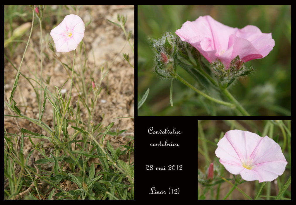 Convolvulus-cantabrica