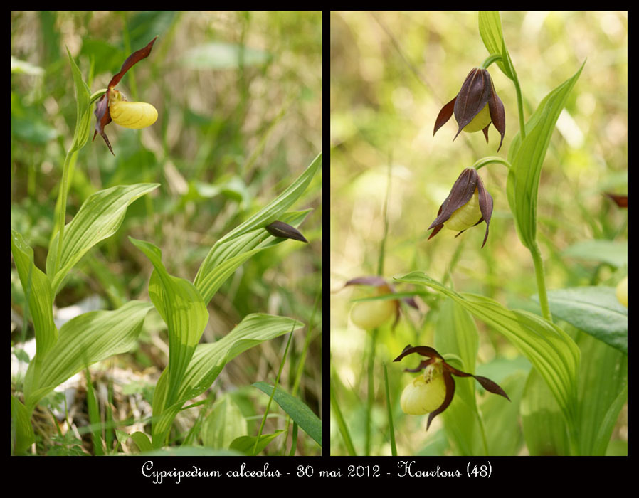 Cypripedium-calceolus