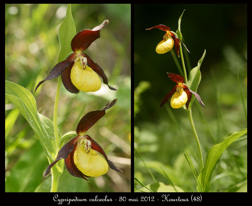 Cypripedium-calceolus3
