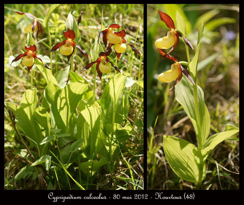 Cypripedium-calceolus4