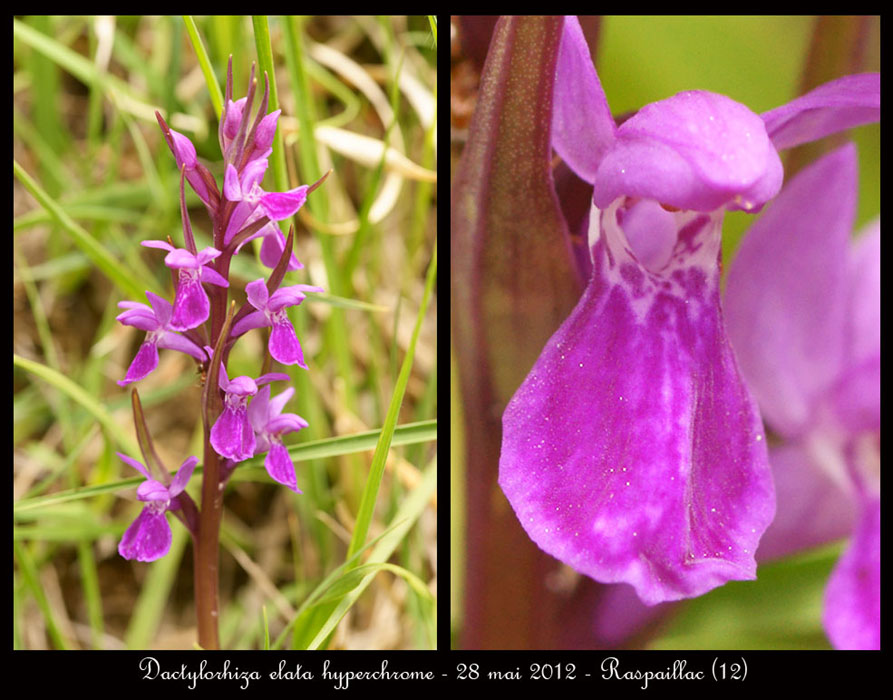Dactylorhiza-elata-hyperchrome