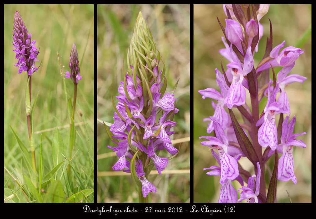 Dactylorhiza-elata