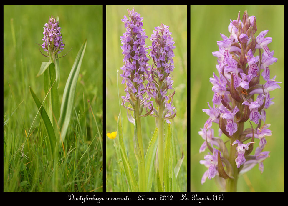 Dactylorhiza-incarnata