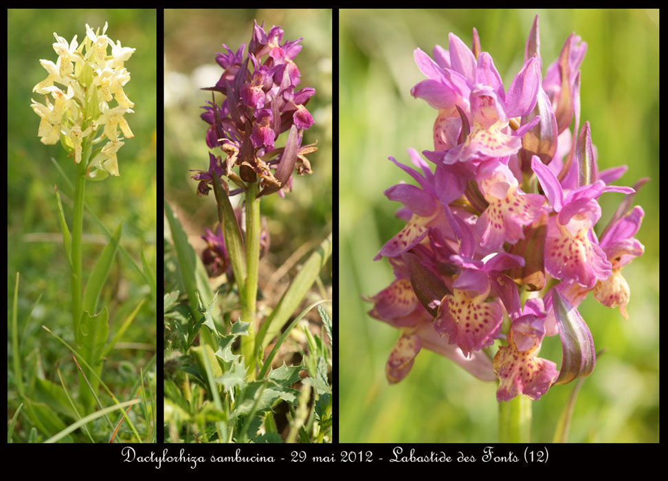 Dactylorhiza-sambucina