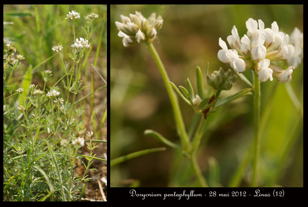 Dorycnium-pentaphyllum