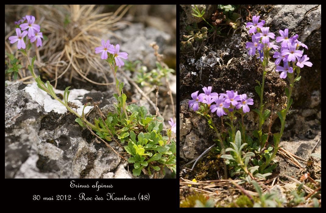 Erinus-alpinus