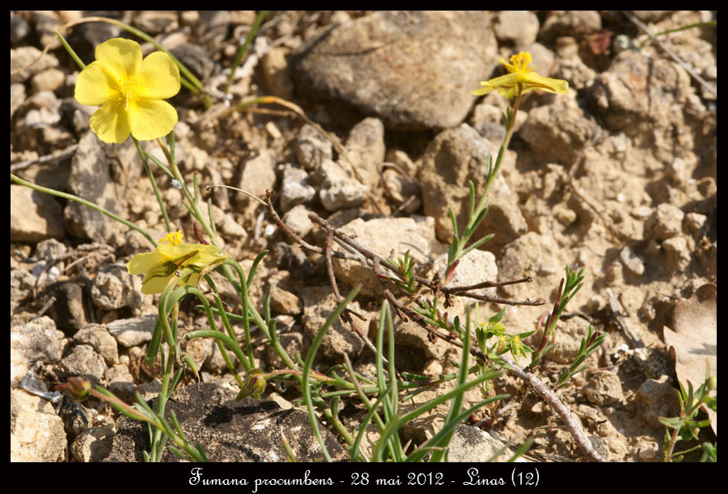 Fumana-procumbens