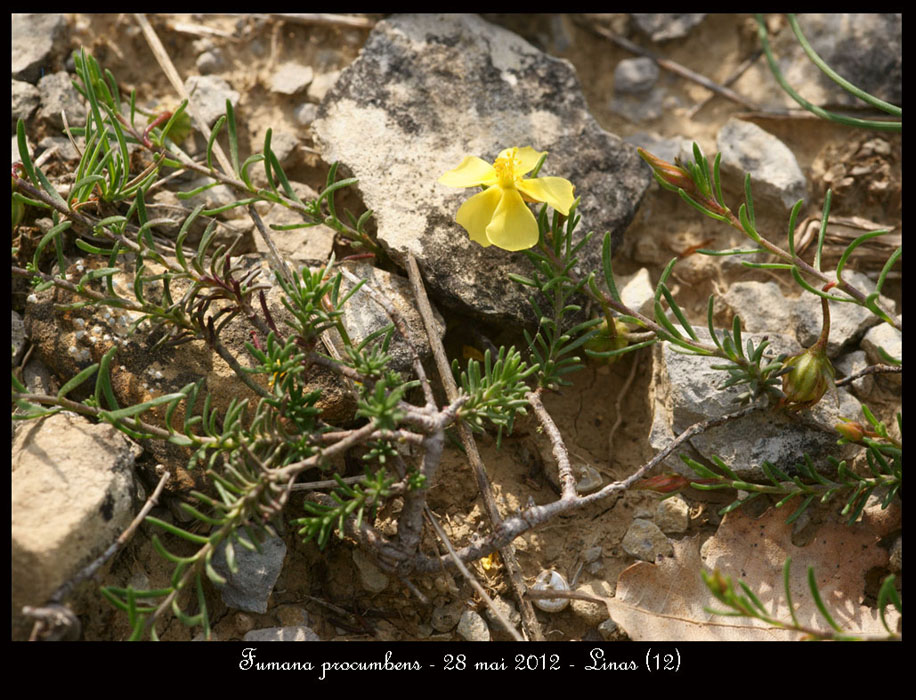 Fumana-procumbens3