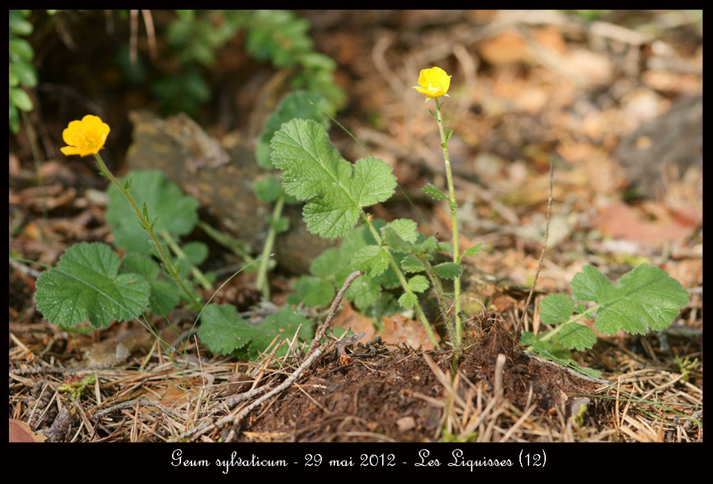 Geum-sylvaticum2