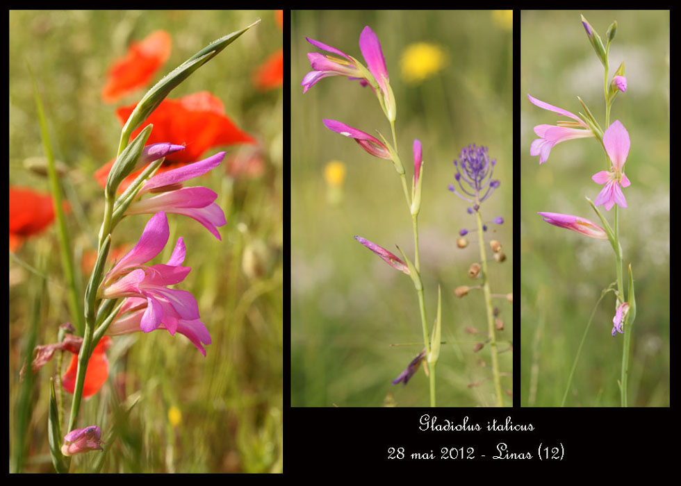 Gladiolus-italicus