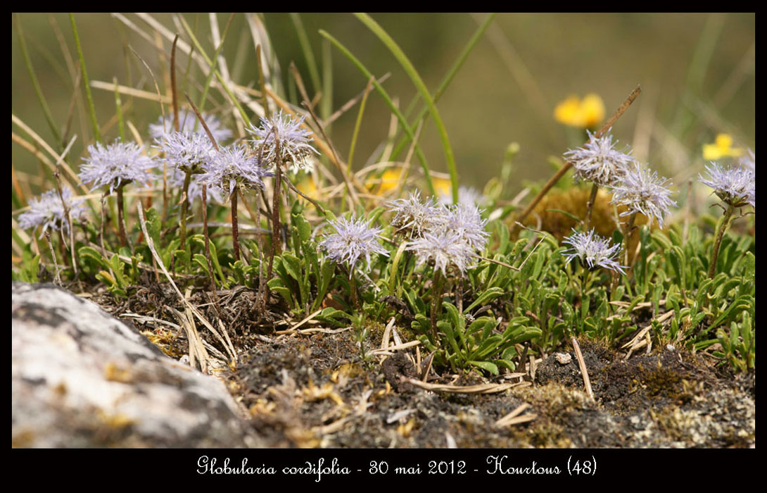 Globularia-cordifolia2