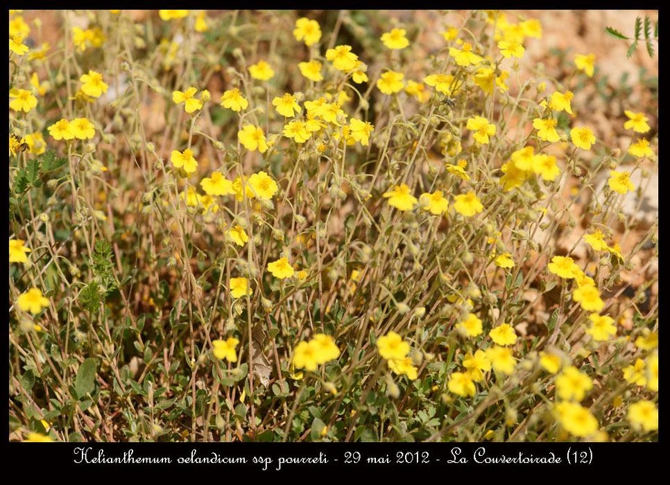 Helianthemum-oelandicum-ssp-pourreti