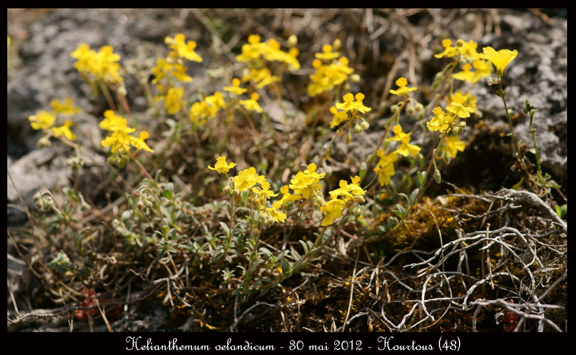 Helianthemum-oelandicum
