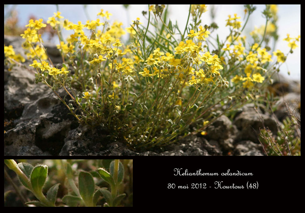 Helianthemum-oelandicum2