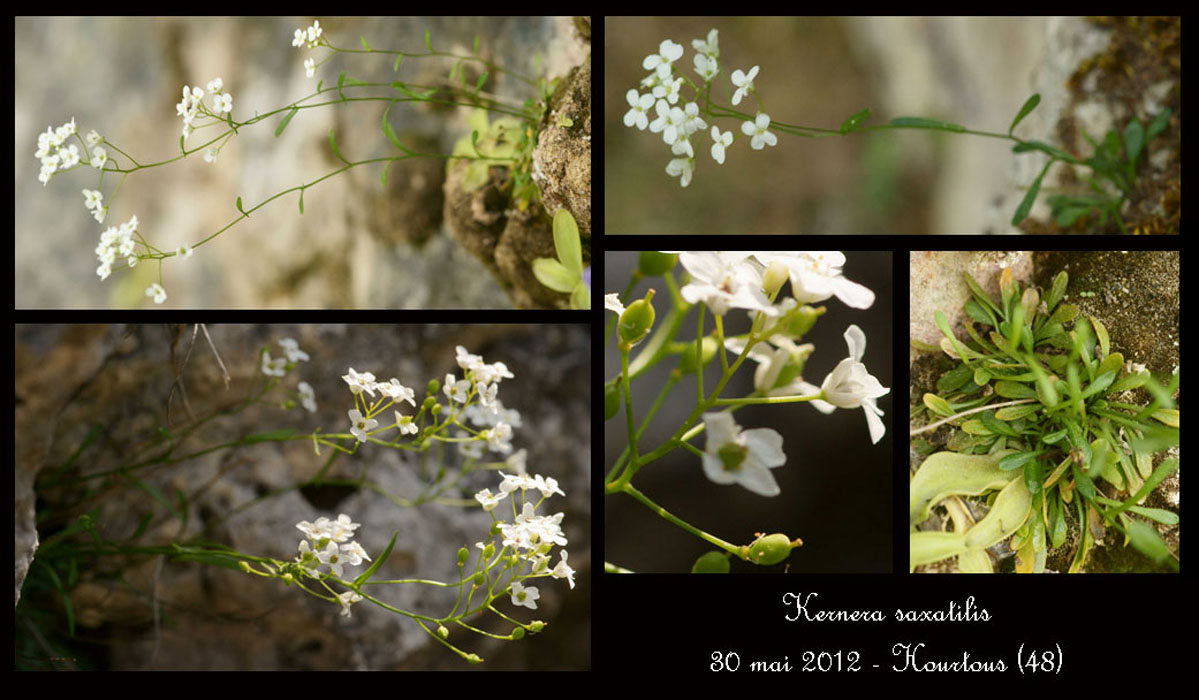 Kernera-saxatilis