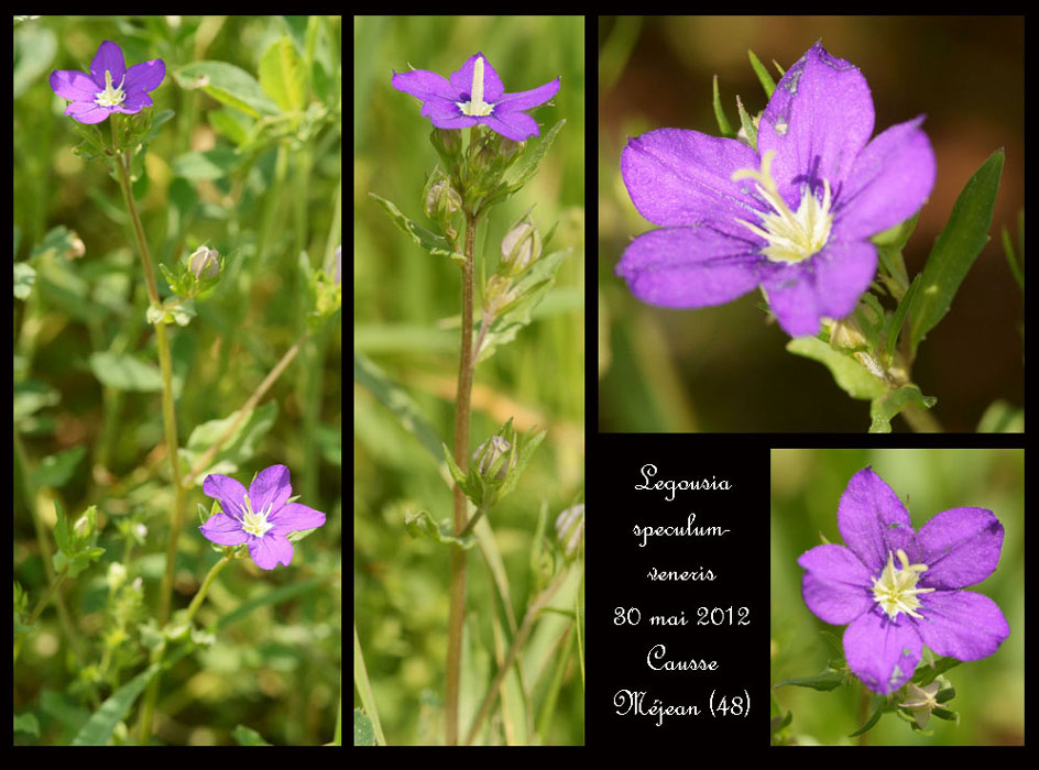 Legousia-speculum-veneris2