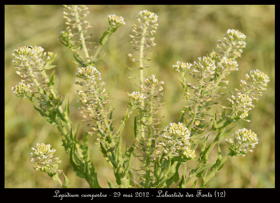 Lepidium-campestre
