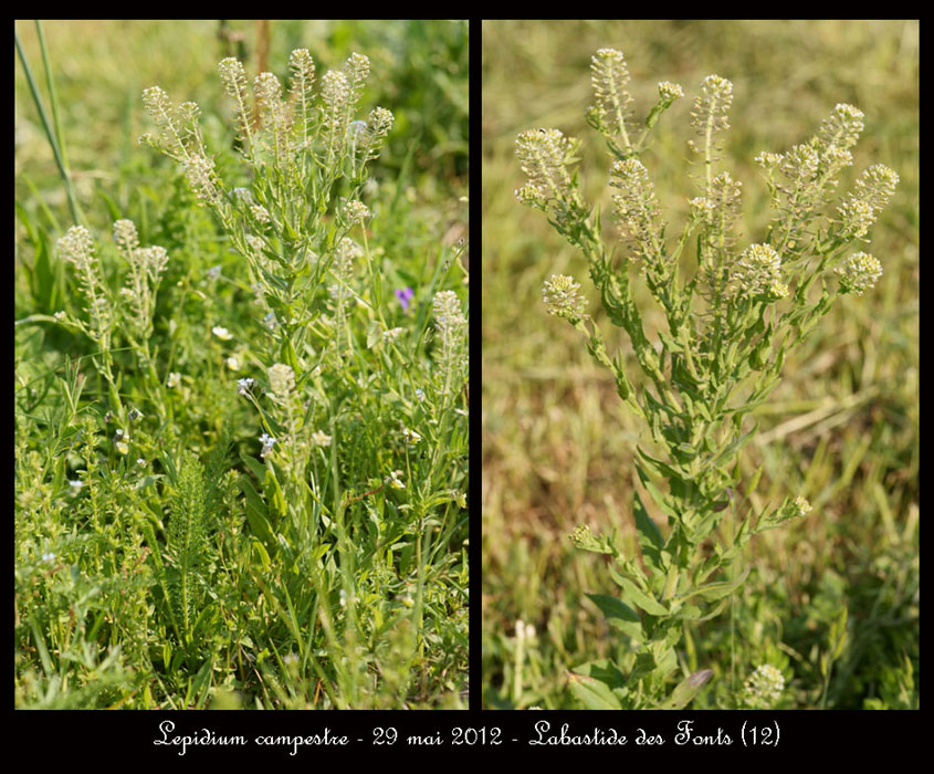 Lepidium-campestre2