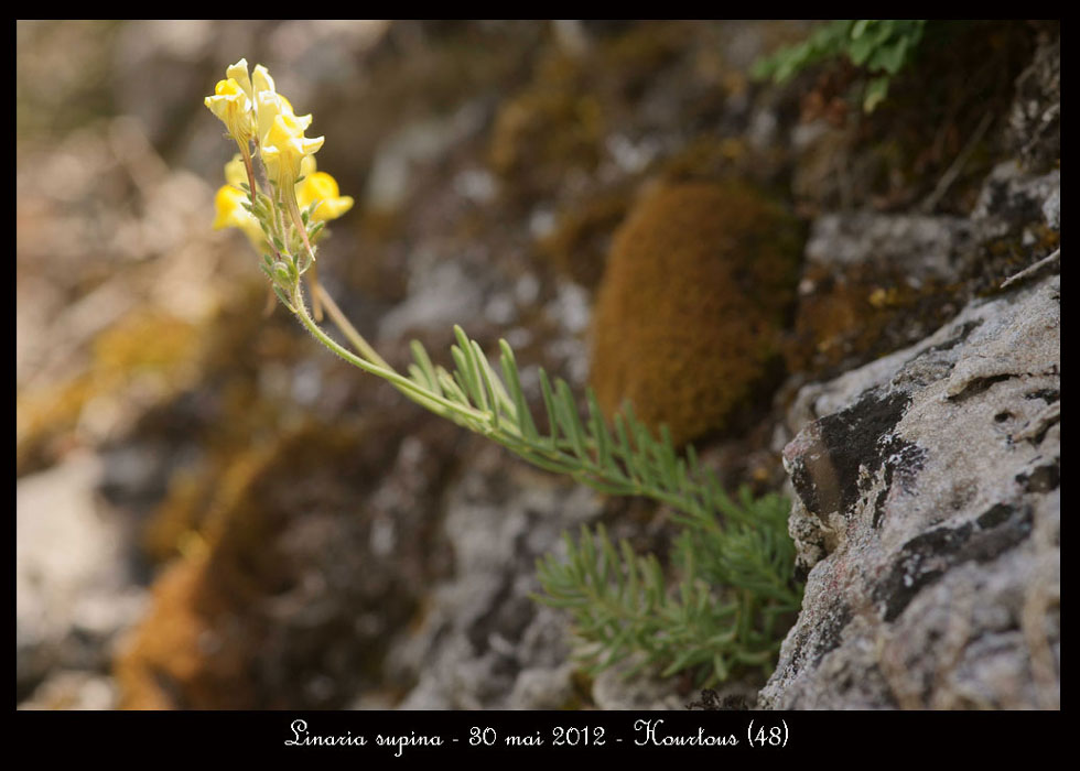 Linaria-supina