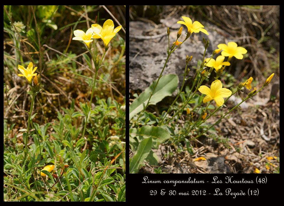 Linum-campanulatum