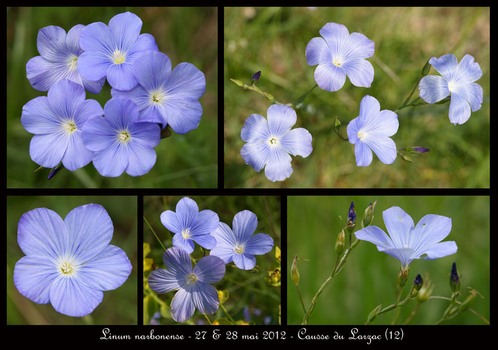 Linum-narbonense