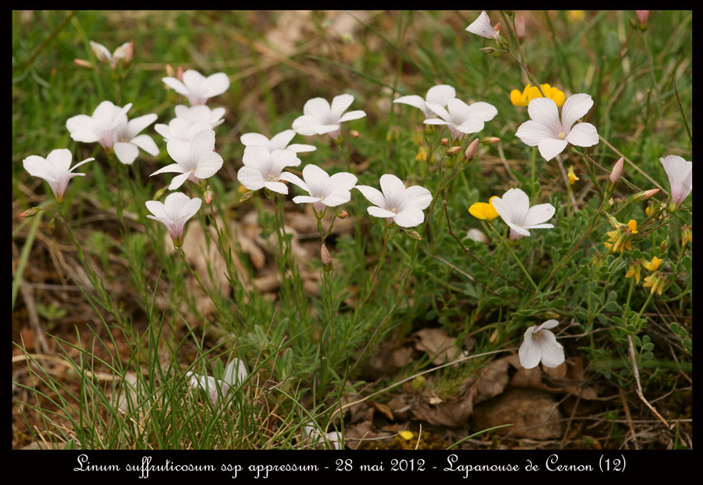 Linum-suffruticosum-ssp-appressum2