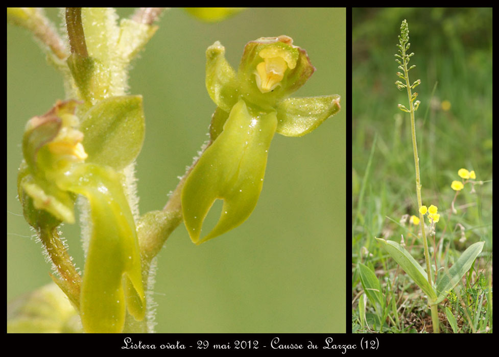 Listera-ovata