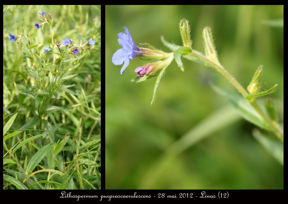 Lithospermum-purpureocaerulescens