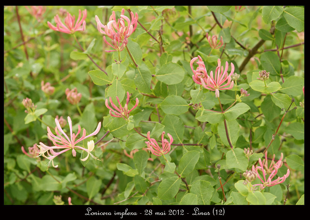 Lonicera-implexa