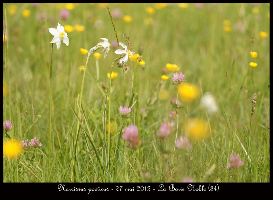 Narcissus-poeticus
