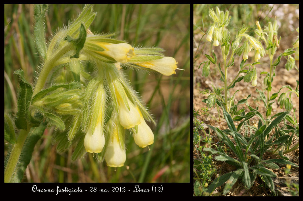 Onosma-fastigiata