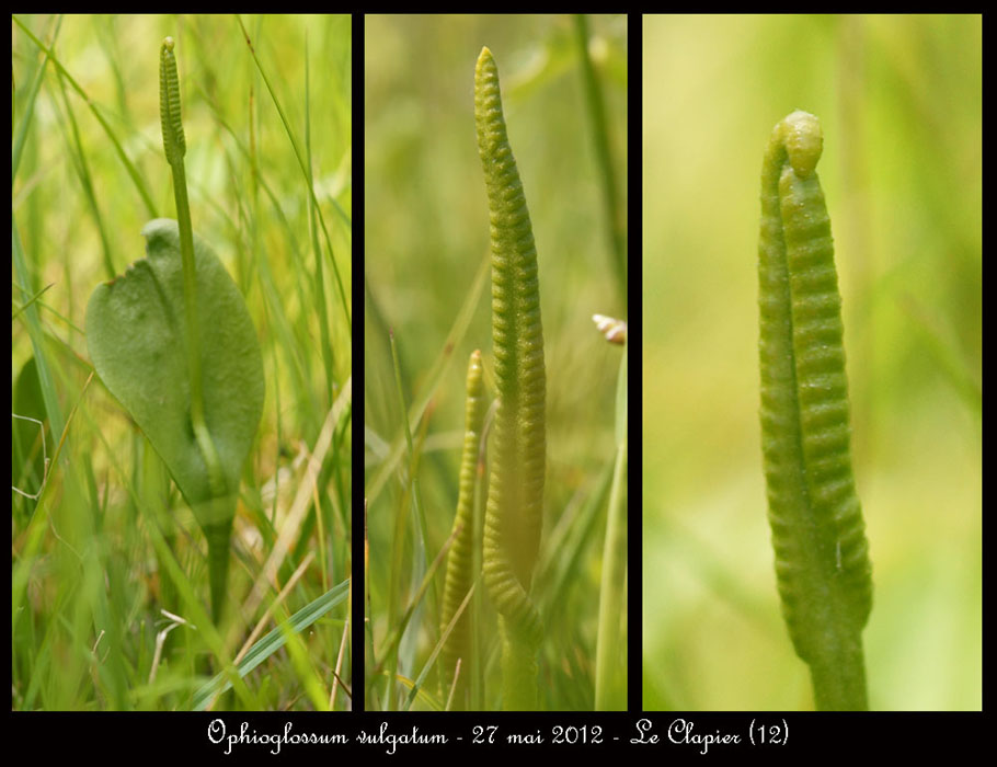 Ophioglossum-vulgatum